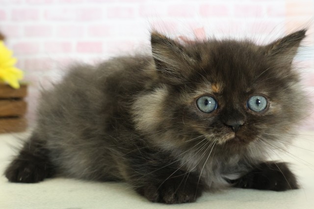 福岡県のミヌエット (Coo&RIKUフォレストシティ春日店/2025年12月12日生まれ/女の子/トーティー)の子猫の2枚目の画像