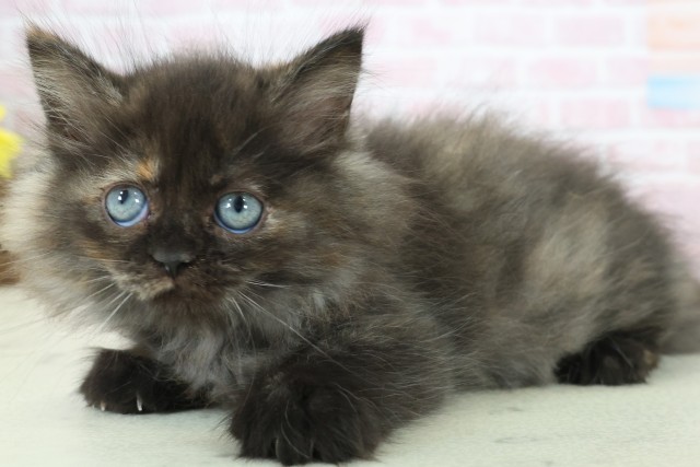 福岡県のミヌエット (Coo&RIKUフォレストシティ春日店/2025年12月12日生まれ/女の子/トーティー)の子猫の3枚目の画像