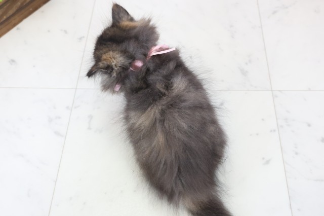 福岡県のミヌエット (Coo&RIKUフォレストシティ春日店/2025年12月12日生まれ/女の子/トーティー)の子猫の4枚目の画像