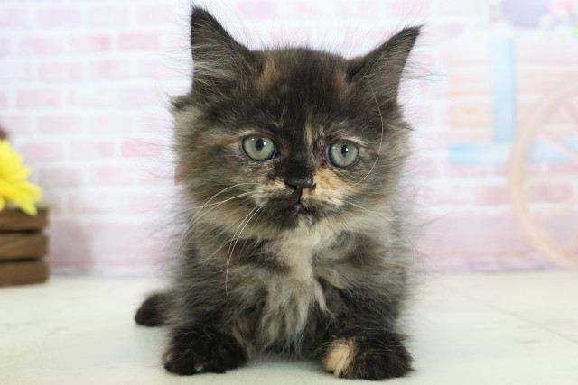 長崎県のミヌエット (Coo&RIKU大村店/2025年12月12日生まれ/女の子/トーティー)の子猫の1枚目の画像