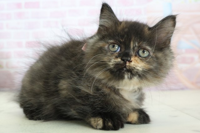 長崎県のミヌエット (Coo&RIKU大村店/2025年12月12日生まれ/女の子/トーティー)の子猫の2枚目の画像