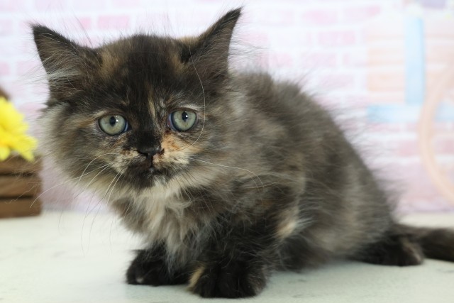 長崎県のミヌエット (Coo&RIKU大村店/2025年12月12日生まれ/女の子/トーティー)の子猫の3枚目の画像