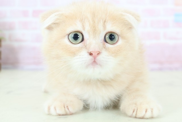 福岡県のフォールデックス (Coo&RIKU筑後店/2025年11月26日生まれ/男の子/クリームタビー)の子猫の1枚目の画像