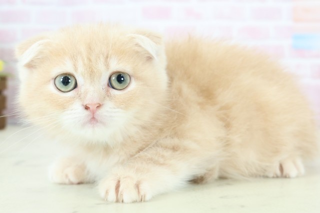 福岡県のフォールデックス (Coo&RIKU筑後店/2025年11月26日生まれ/男の子/クリームタビー)の子猫の3枚目の画像