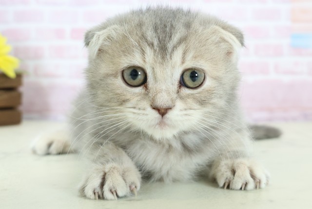 福岡県のフォールデックス (Coo&RIKU福岡東店/2025年11月26日生まれ/女の子/ブルーパッチドタビー)の子猫の1枚目の画像