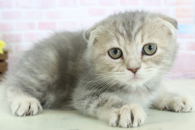 福岡県のフォールデックス (Coo&RIKU福岡東店/2025年11月26日生まれ/女の子/ブルーパッチドタビー)の子猫の2枚目の画像