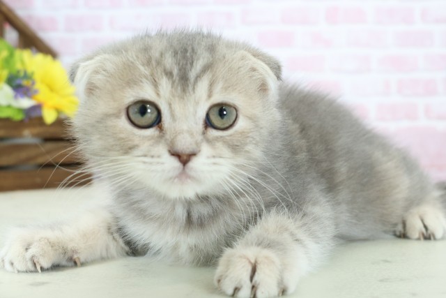 福岡県のフォールデックス (Coo&RIKU福岡東店/2025年11月26日生まれ/女の子/ブルーパッチドタビー)の子猫の3枚目の画像