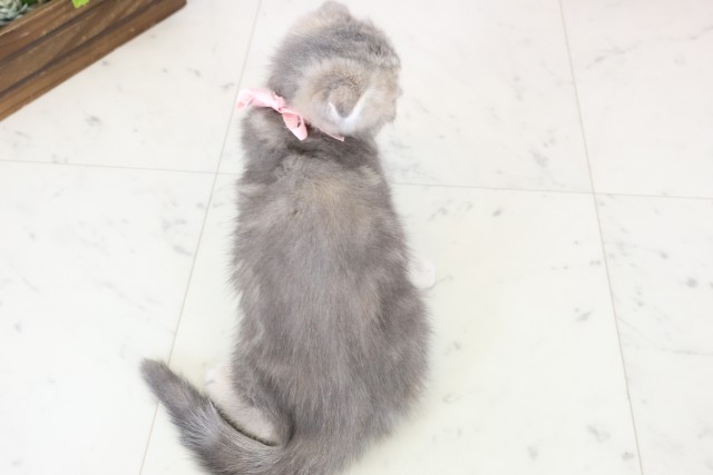 福岡県のフォールデックス (Coo&RIKU福岡東店/2025年11月26日生まれ/女の子/ブルーパッチドタビー)の子猫の4枚目の画像