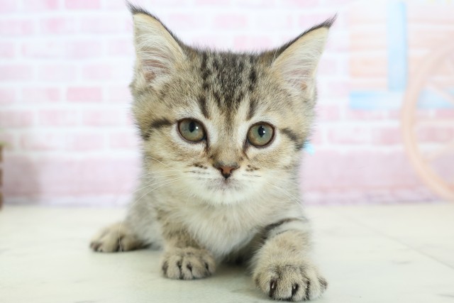 鹿児島県のエキゾチック (Coo&RIKU鹿屋店/2025年11月26日生まれ/男の子/ブラウンタビー)の子猫