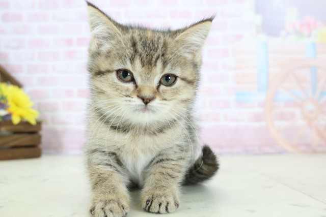 福岡県のエキゾチック (Coo&RIKU福岡古賀店/2025年11月26日生まれ/女の子/ブラウンタビー)の子猫の1枚目の画像