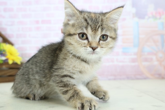 福岡県のエキゾチック (Coo&RIKU福岡古賀店/2025年11月26日生まれ/女の子/ブラウンタビー)の子猫の2枚目の画像