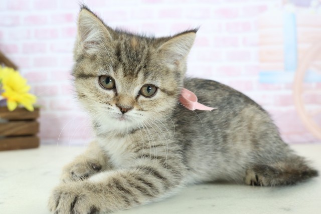 福岡県のエキゾチック (Coo&RIKU福岡古賀店/2025年11月26日生まれ/女の子/ブラウンタビー)の子猫の3枚目の画像