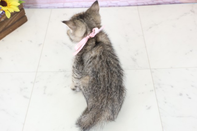 福岡県のエキゾチック (Coo&RIKU福岡古賀店/2025年11月26日生まれ/女の子/ブラウンタビー)の子猫の4枚目の画像