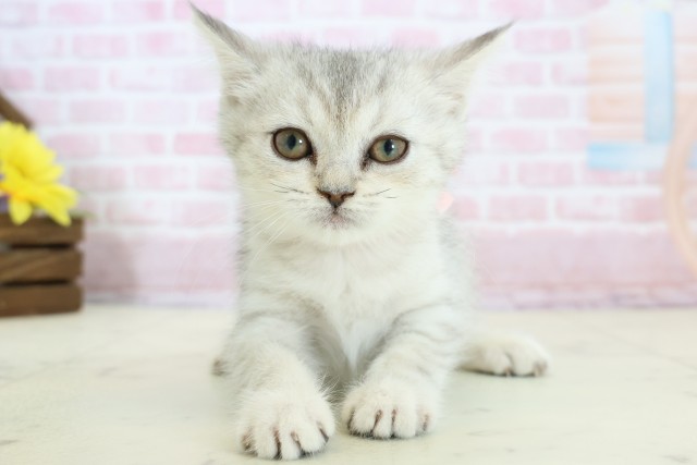 大分県のエキゾチック (Coo&RIKU大分店/2025年11月26日生まれ/女の子/シルバータビーホワイト)の子猫の1枚目の画像