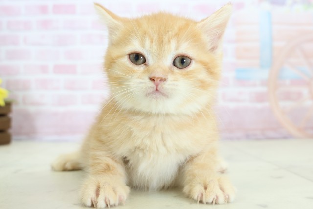 福岡県のマンチカン (Coo&RIKU福岡東店/2025年12月10日生まれ/男の子/レッドタビー)の子猫の1枚目の画像