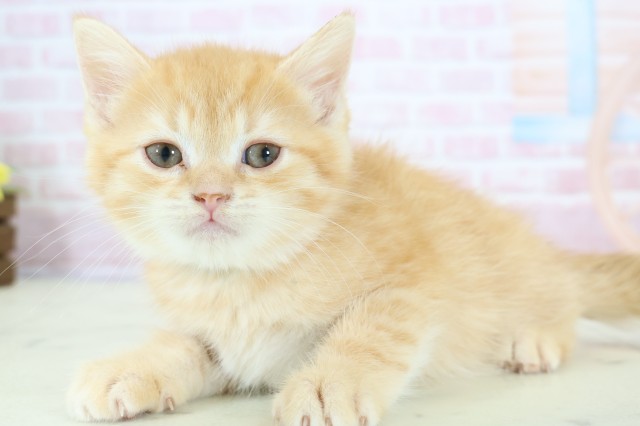 福岡県のマンチカン (Coo&RIKU福岡東店/2025年12月10日生まれ/男の子/レッドタビー)の子猫の3枚目の画像