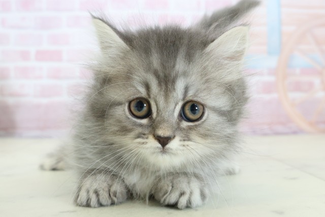 宮崎県のミヌエット (Coo&RIKU宮崎店/2025年12月2日生まれ/男の子/シルバータビーホワイト)の子猫の1枚目の画像