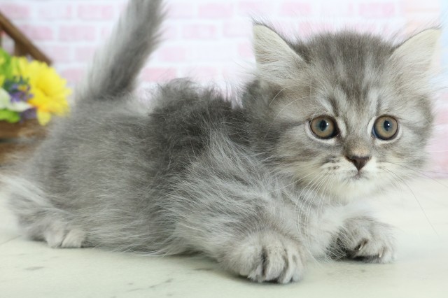 宮崎県のミヌエット (Coo&RIKU宮崎店/2025年12月2日生まれ/男の子/シルバータビーホワイト)の子猫の2枚目の画像