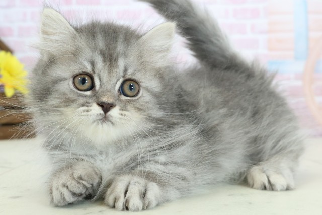 宮崎県のミヌエット (Coo&RIKU宮崎店/2025年12月2日生まれ/男の子/シルバータビーホワイト)の子猫の3枚目の画像