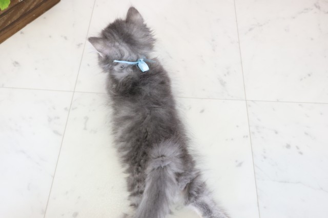 宮崎県のミヌエット (Coo&RIKU宮崎店/2025年12月2日生まれ/男の子/シルバータビーホワイト)の子猫の4枚目の画像