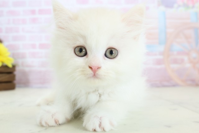 福岡県のミヌエット (Coo&RIKU福岡西店/2025年12月2日生まれ/男の子/クリームホワイト)の子猫の1枚目の画像