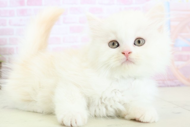 福岡県のミヌエット (Coo&RIKU福岡西店/2025年12月2日生まれ/男の子/クリームホワイト)の子猫の2枚目の画像