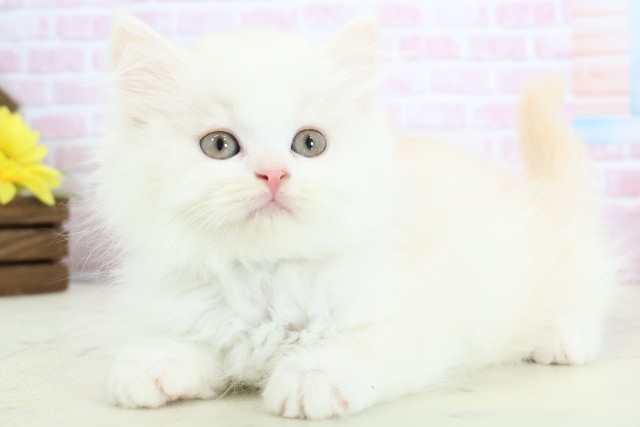 福岡県のミヌエット (Coo&RIKU福岡西店/2025年12月2日生まれ/男の子/クリームホワイト)の子猫の3枚目の画像