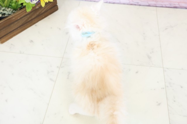 福岡県のミヌエット (Coo&RIKU福岡西店/2025年12月2日生まれ/男の子/クリームホワイト)の子猫の4枚目の画像