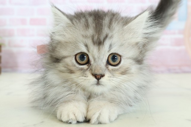 大分県のミヌエット (Coo&RIKU大分店/2025年12月2日生まれ/女の子/シルバータビーホワイト)の子猫の1枚目の画像