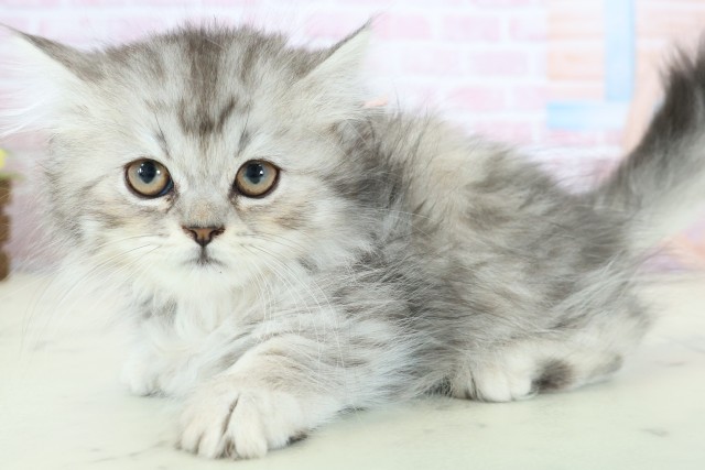 大分県のミヌエット (Coo&RIKU大分店/2025年12月2日生まれ/女の子/シルバータビーホワイト)の子猫の3枚目の画像