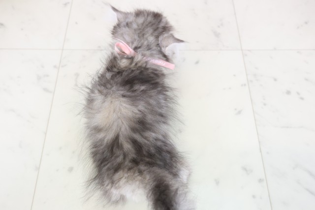 大分県のミヌエット (Coo&RIKU大分店/2025年12月2日生まれ/女の子/シルバータビーホワイト)の子猫の4枚目の画像