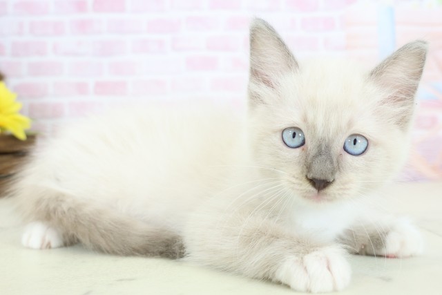 福岡県のラグドール (Coo&RIKU久留米店/2025年12月10日生まれ/男の子/ブルーポイントミテッド)の子猫の2枚目の画像