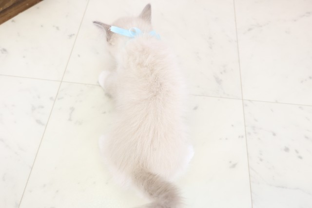 福岡県のラグドール (Coo&RIKU久留米店/2025年12月10日生まれ/男の子/ブルーポイントミテッド)の子猫の4枚目の画像