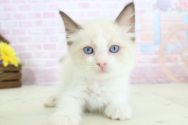 福岡県のラグドール (Coo&RIKU行橋店/2025年12月10日生まれ/女の子/シールポイントバイカラー)の子猫の1枚目の画像