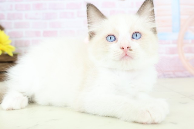 福岡県のラグドール (Coo&RIKU行橋店/2025年12月10日生まれ/女の子/シールポイントバイカラー)の子猫の2枚目の画像