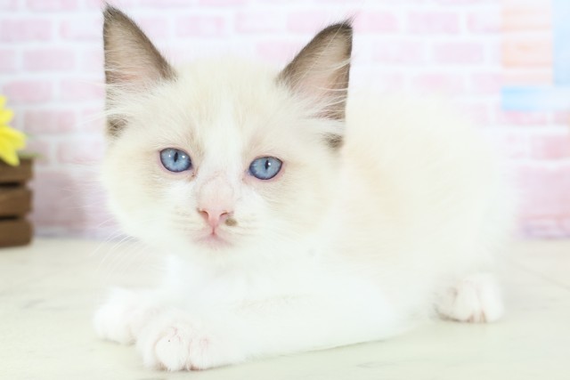 福岡県のラグドール (Coo&RIKU行橋店/2025年12月10日生まれ/女の子/シールポイントバイカラー)の子猫の3枚目の画像
