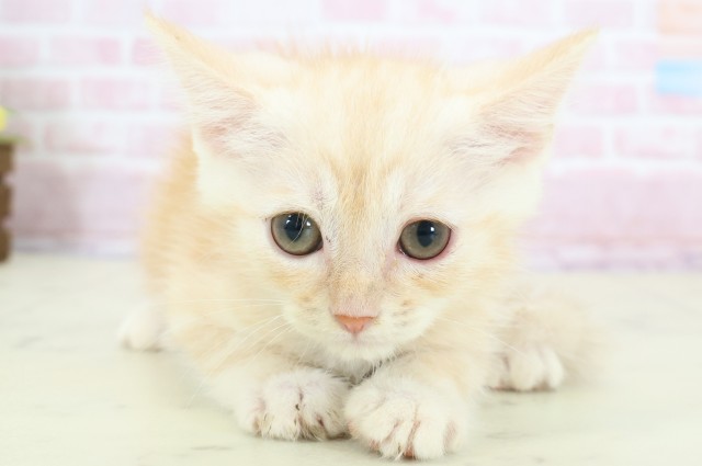 熊本県のマンチカン (Coo&RIKU熊本店/2025年11月29日生まれ/男の子/レッドタビー)の子猫の1枚目の画像