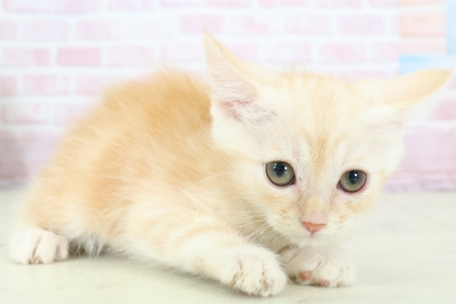 熊本県のマンチカン (Coo&RIKU熊本店/2025年11月29日生まれ/男の子/レッドタビー)の子猫の2枚目の画像