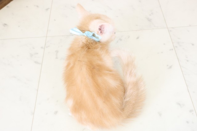 熊本県のマンチカン (Coo&RIKU熊本店/2025年11月29日生まれ/男の子/レッドタビー)の子猫の4枚目の画像