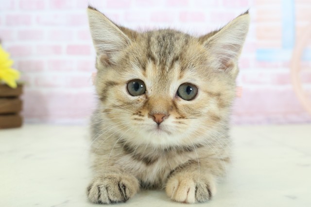 福岡県のマンチカン (Coo&RIKU福岡西店/2025年11月29日生まれ/女の子/ブラウンタビー)の子猫の1枚目の画像