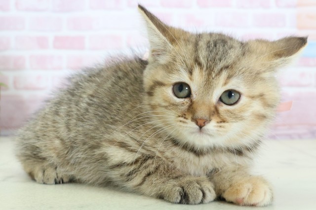 福岡県のマンチカン (Coo&RIKU福岡西店/2025年11月29日生まれ/女の子/ブラウンタビー)の子猫の2枚目の画像