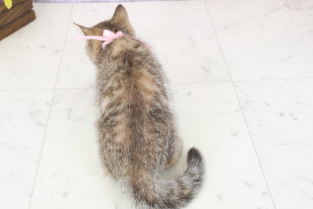 福岡県のマンチカン (Coo&RIKU福岡西店/2025年11月29日生まれ/女の子/ブラウンタビー)の子猫の4枚目の画像