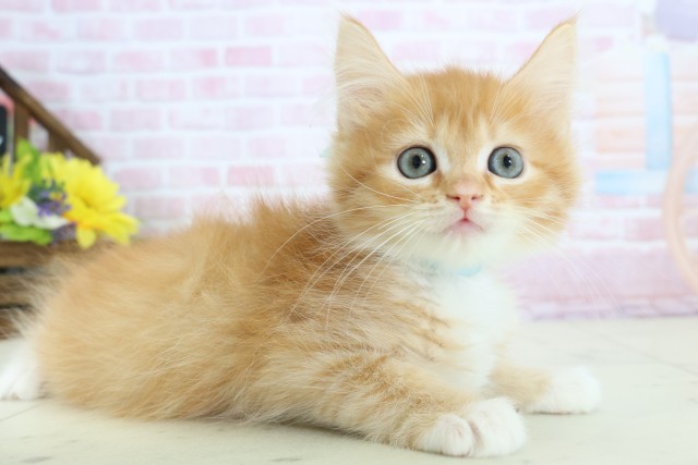 熊本県のサイベリアン (Coo&RIKU宇土シティモール店/2025年12月6日生まれ/男の子/レッドタビーホワイト)の子猫の2枚目の画像