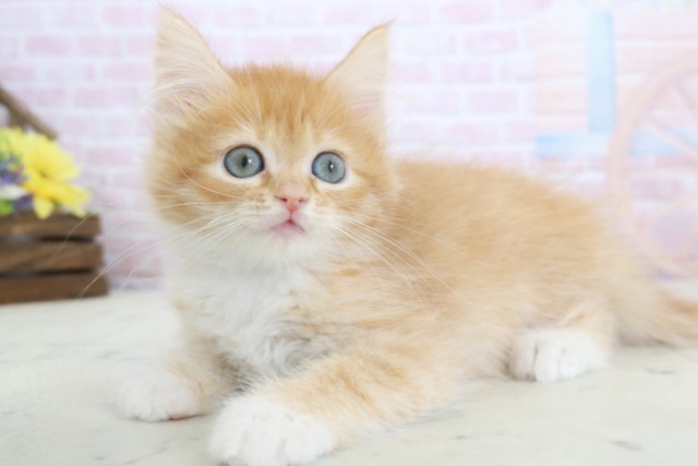 熊本県のサイベリアン (Coo&RIKU宇土シティモール店/2025年12月6日生まれ/男の子/レッドタビーホワイト)の子猫の3枚目の画像