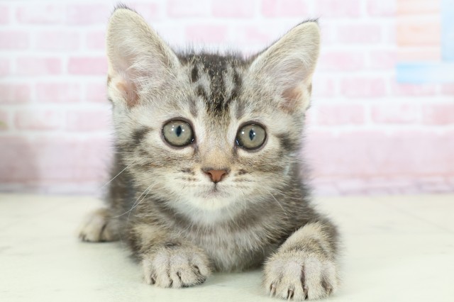 宮崎県のスコティッシュフォールド (Coo&RIKU宮崎店/2025年11月20日生まれ/男の子/ブラウンタビー)の子猫の1枚目の画像