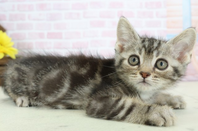 宮崎県のスコティッシュフォールド (Coo&RIKU宮崎店/2025年11月20日生まれ/男の子/ブラウンタビー)の子猫の2枚目の画像