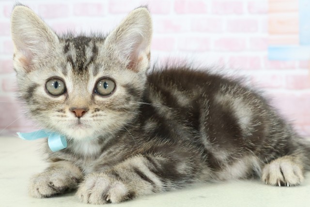 宮崎県のスコティッシュフォールド (Coo&RIKU宮崎店/2025年11月20日生まれ/男の子/ブラウンタビー)の子猫の3枚目の画像