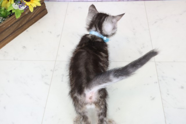 宮崎県のスコティッシュフォールド (Coo&RIKU宮崎店/2025年11月20日生まれ/男の子/ブラウンタビー)の子猫の4枚目の画像