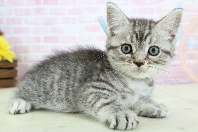 福岡県のマンチカン (Coo&RIKU小倉店/2025年12月11日生まれ/男の子/シルバータビーホワイト)の子猫の2枚目の画像