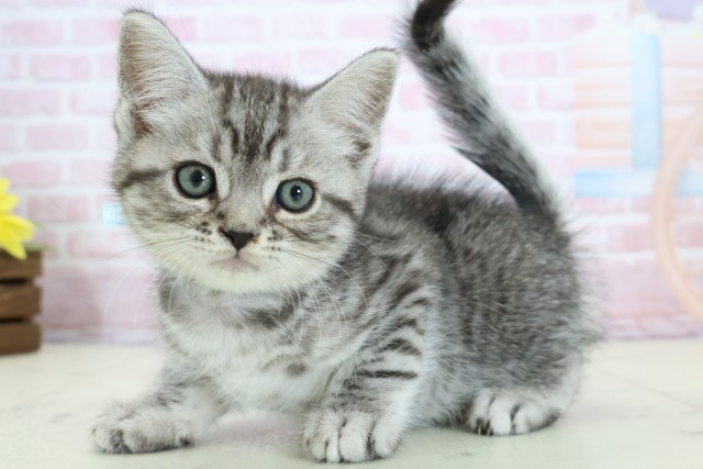 福岡県のマンチカン (Coo&RIKU小倉店/2025年12月11日生まれ/男の子/シルバータビーホワイト)の子猫の3枚目の画像